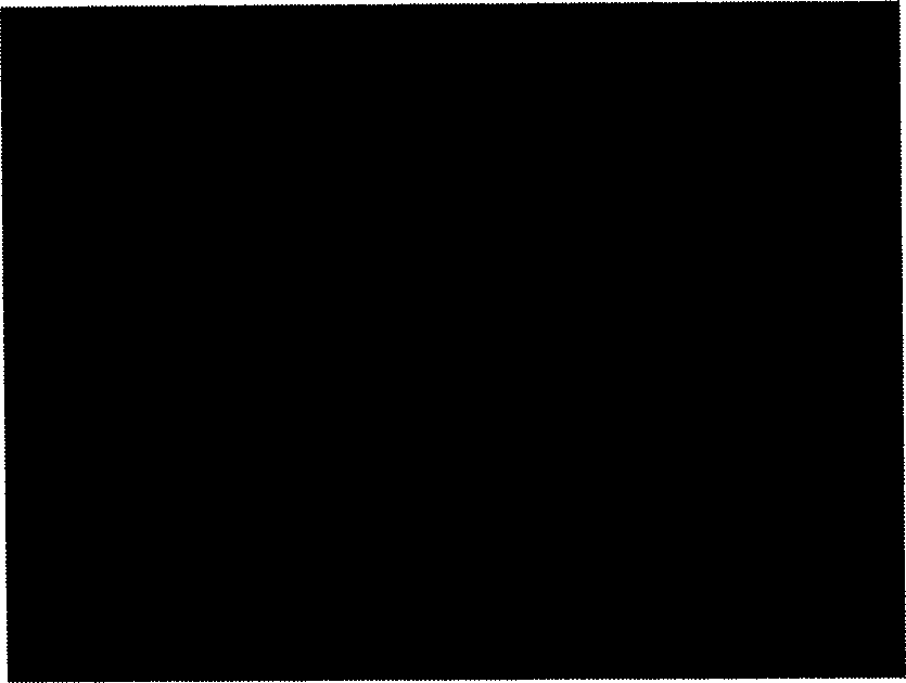 Method for culturing anti-vibriosis epinephelus lanceolatus fry