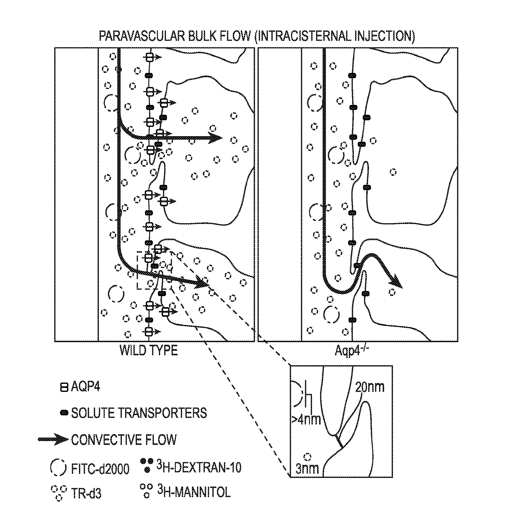 Methods for evaluating brain-wide paravascular pathway for waste clearance function and methods for treating neurodegenerative disorders based thereon