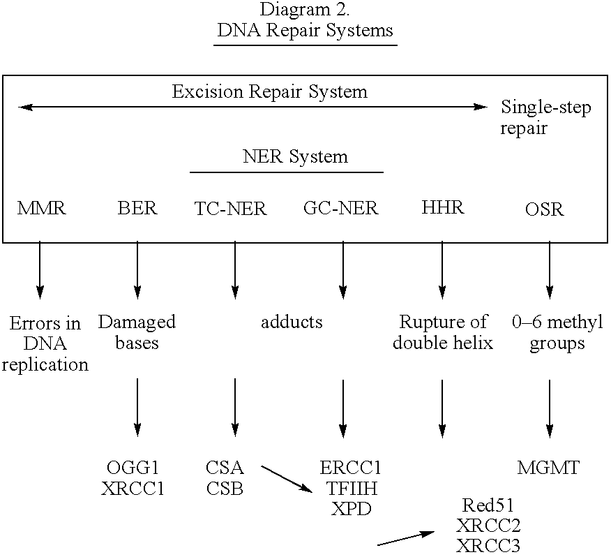 Device for assaying polymorphisms of gene xpd/ercc2 for the correct administration of chemotherapy for lung cancer