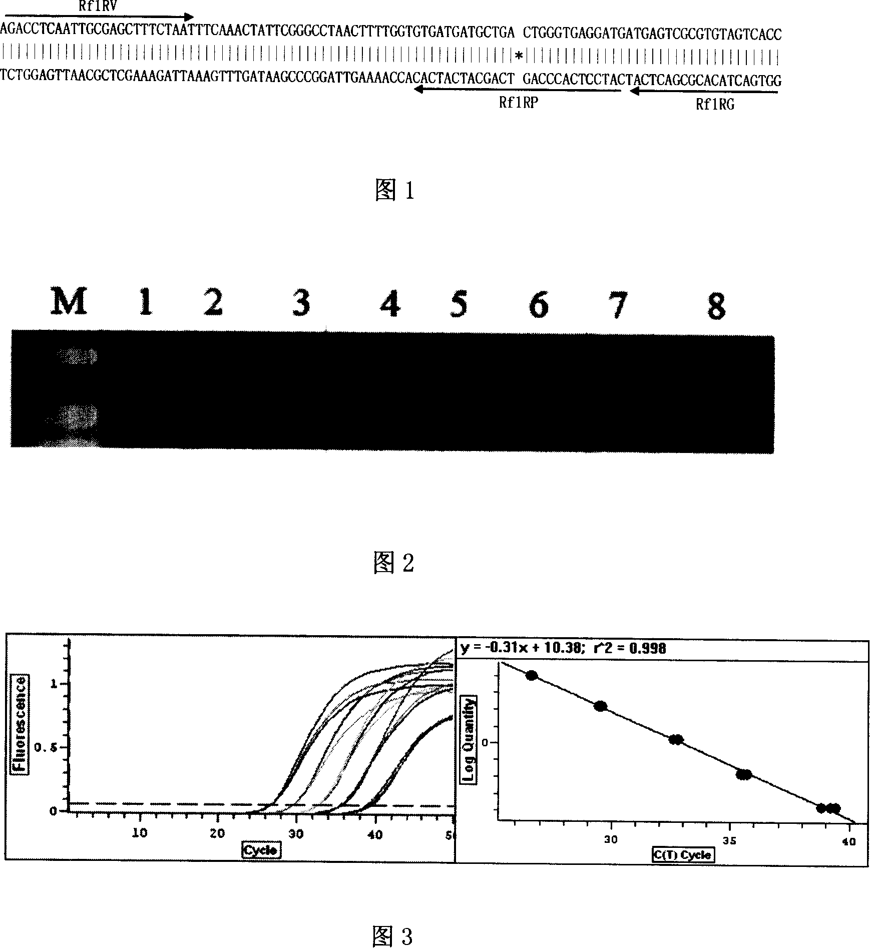 Flanking sequence of exogenous event inserting vector for transgenic rape Rf1 and its application