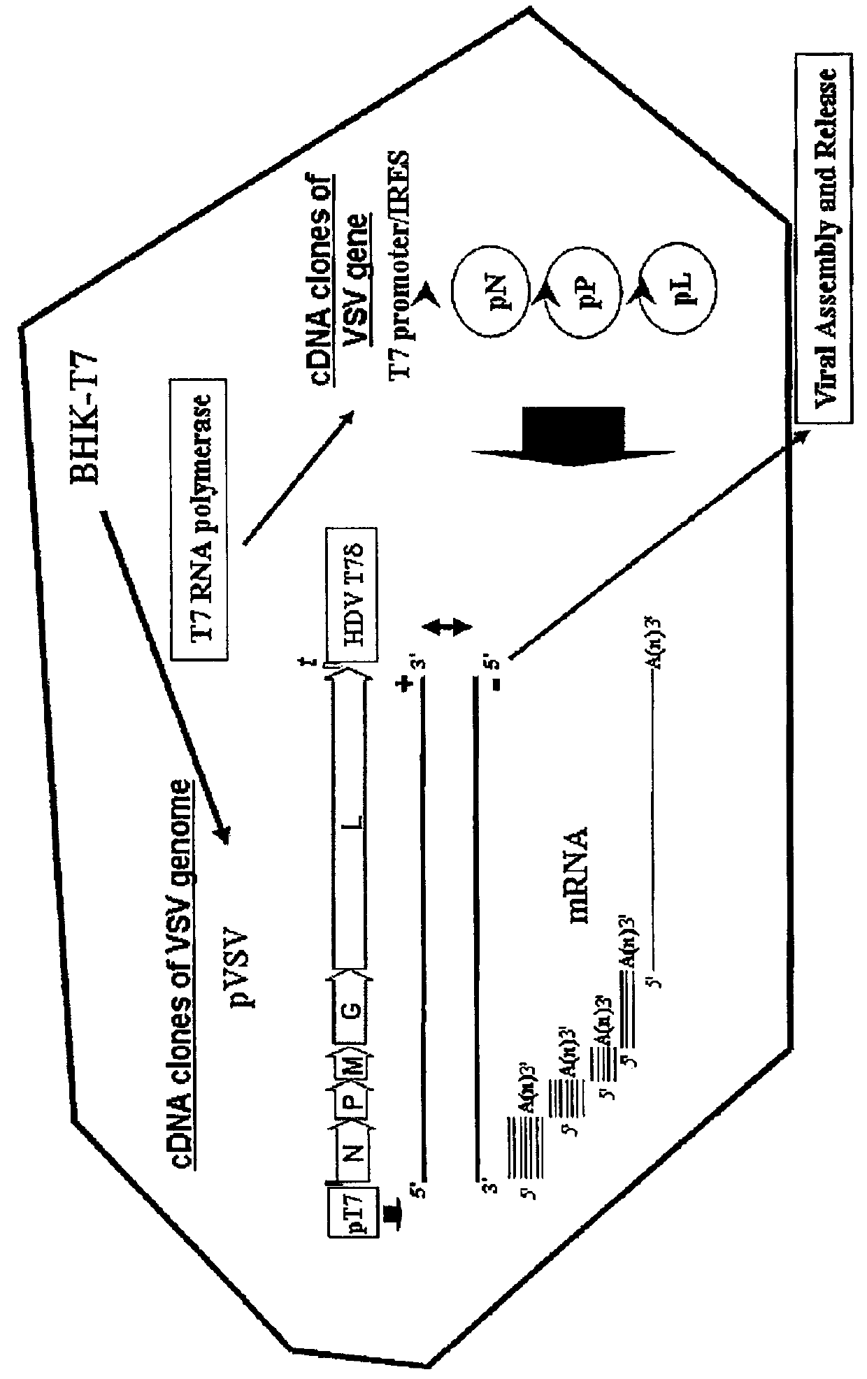 Different serotypes of vesicular stomatitis virus as expression vectors for immunization regimens