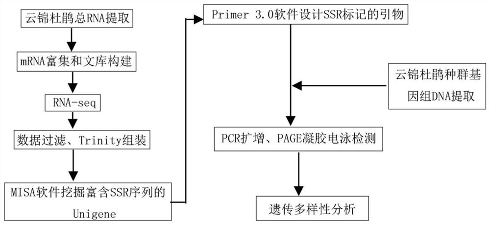 The ssr primer pair, screening method and application of rhododendron yunnanensis developed based on transcriptome sequencing