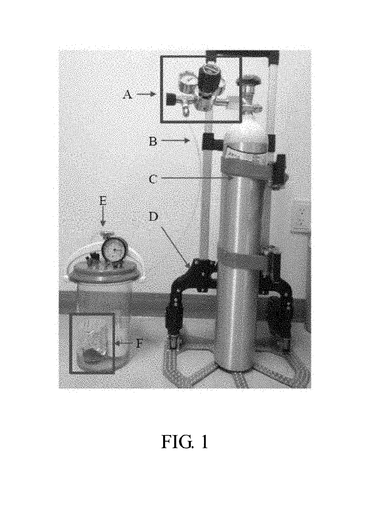 AGATHOBACULUM SP. Strain Having Prophylactic or Therapeutic Effects on Degenerative Brain Diseases and Use Thereof