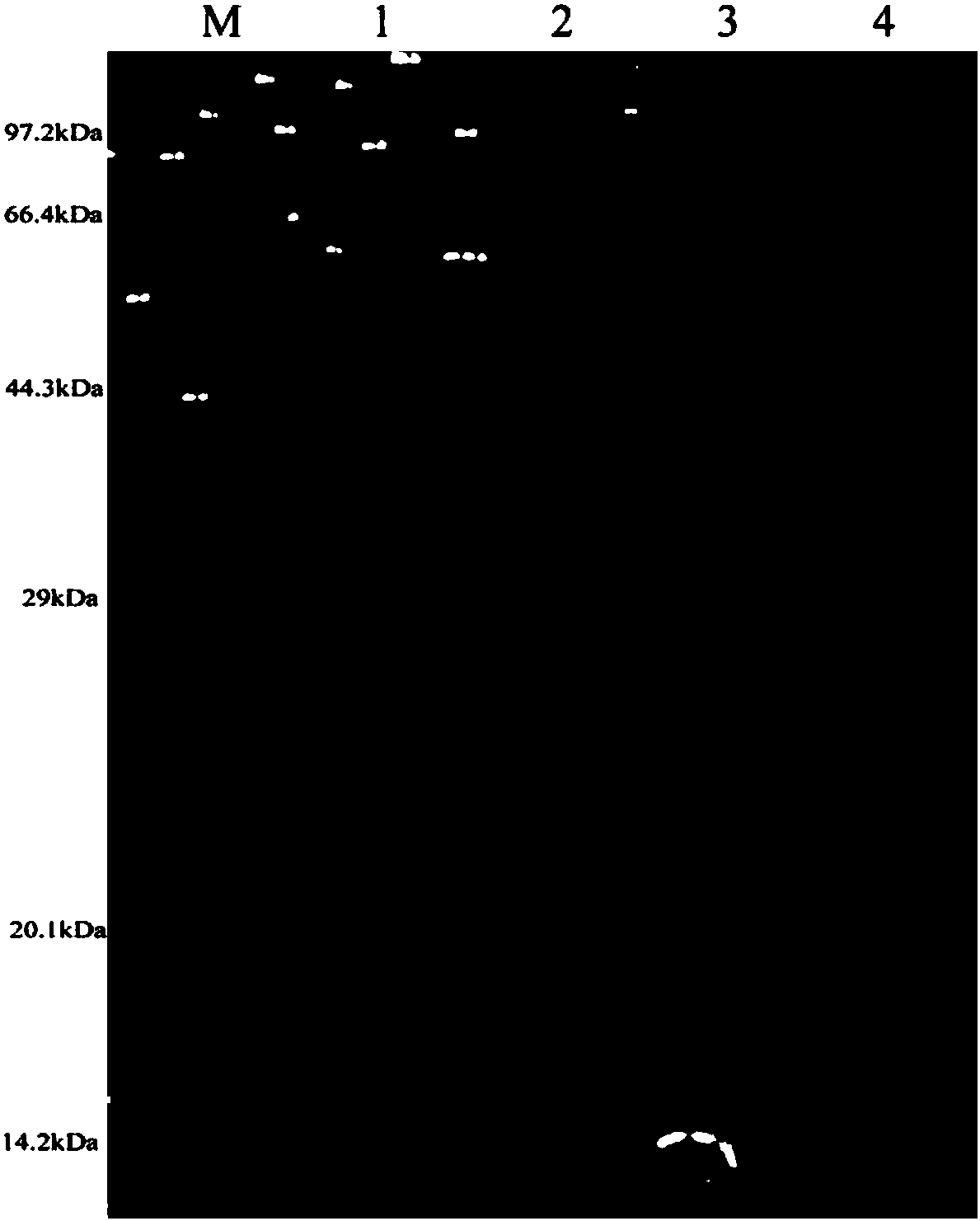 Expansion protein and xylanase fusion protein, coding gene and applications thereof