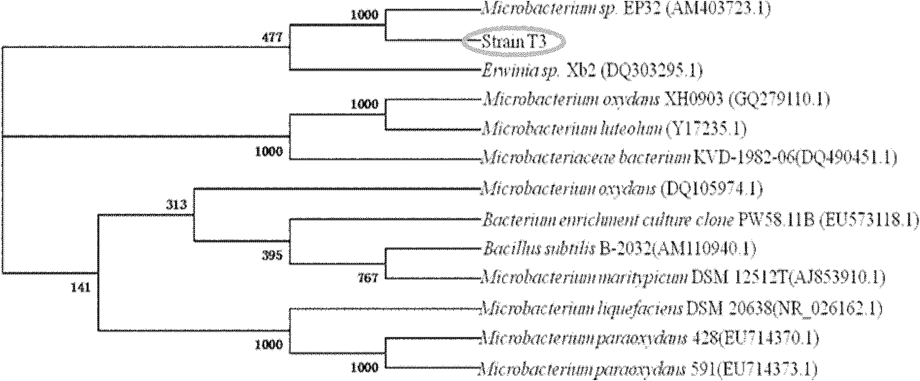 Microbacterium sp.T3 with tolerance on heavy metals and application thereof