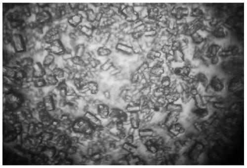 Method of producing wet-process phosphoric acid and alpha-hemihydrate phosphogypsum from middle grade phosphorus ore