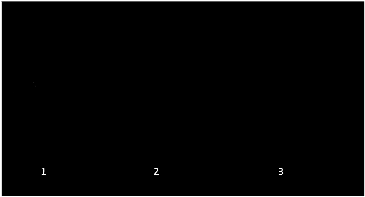 Regulator for promoting germination of aging rice seeds, and applications thereof