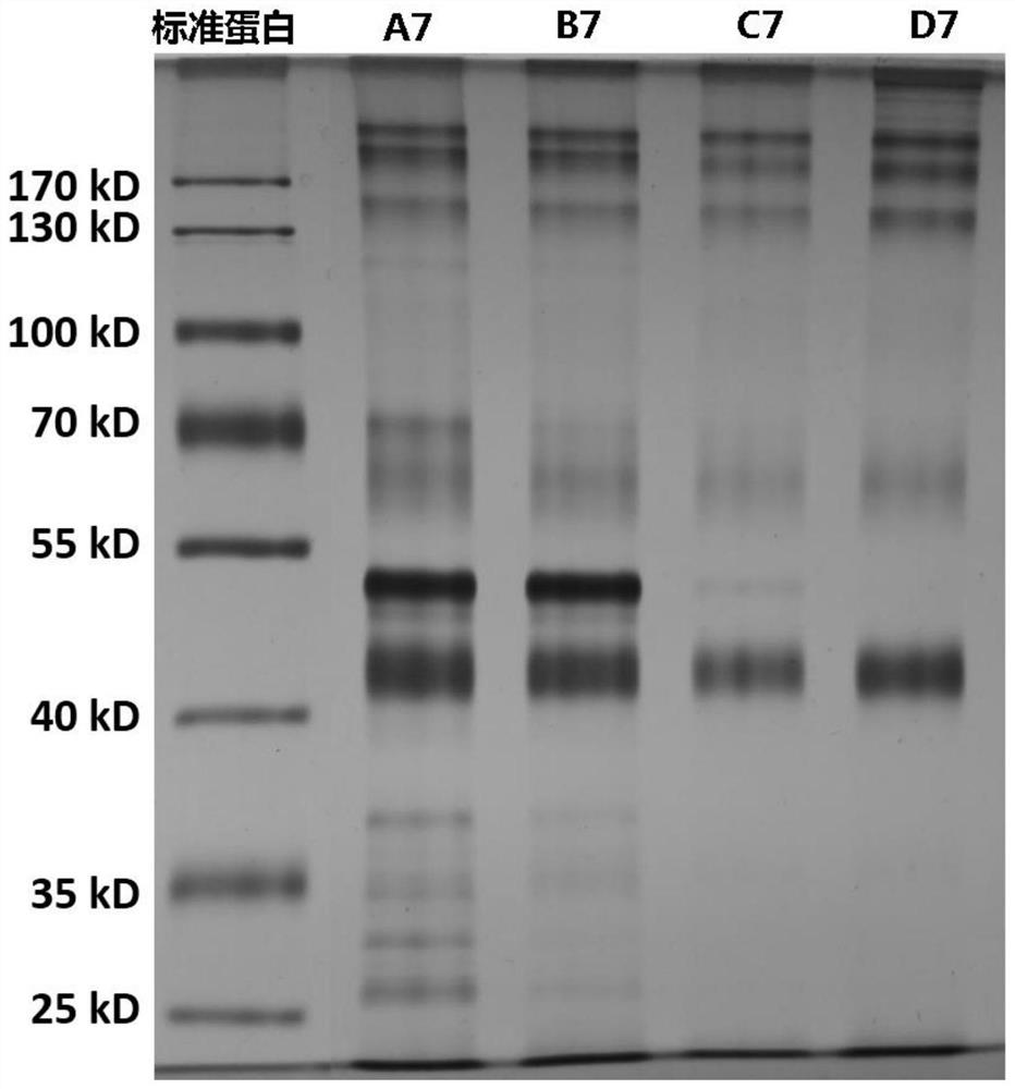 A substrate-seeking approach for lrr receptor kinases