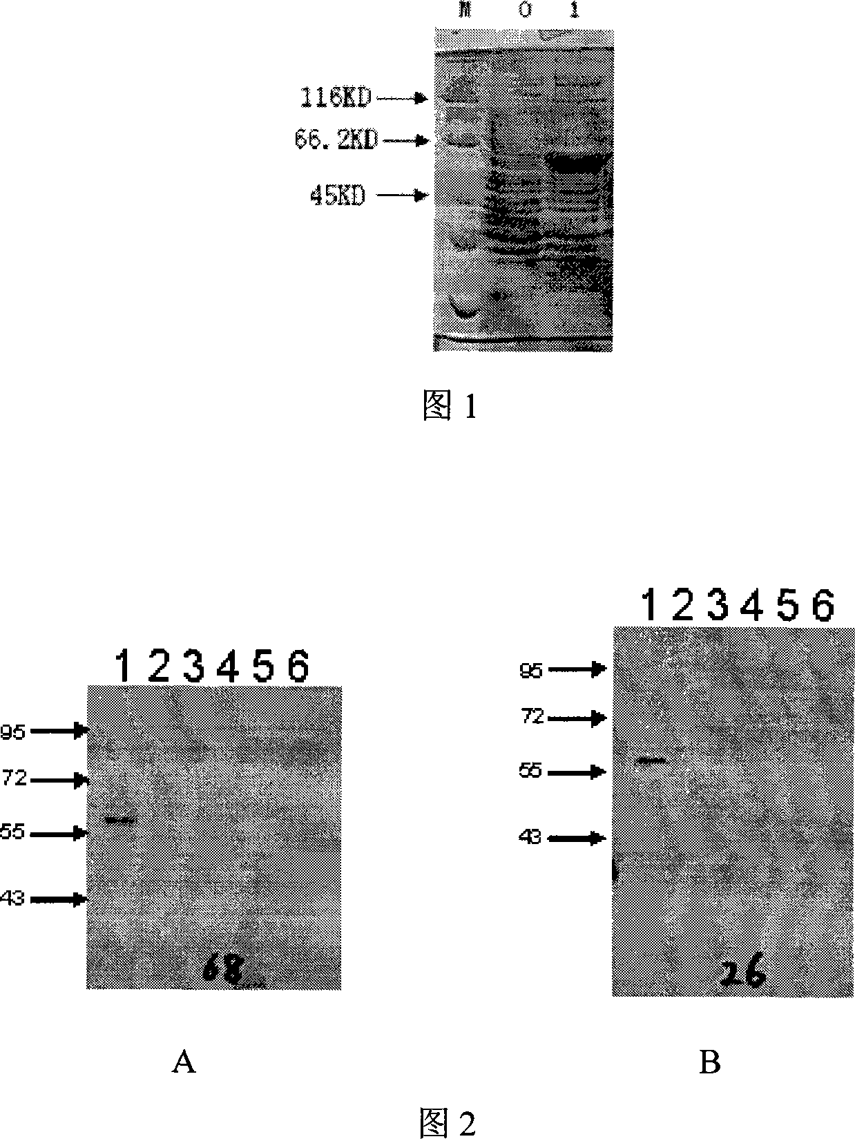 ELISA adsorption testing method and for detecting Enterobacter sakazakii and used antibody thereof