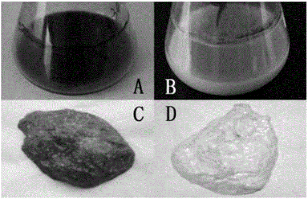 Aureobasidium pullulan alb1 gene knockout mutant strain and application thereof