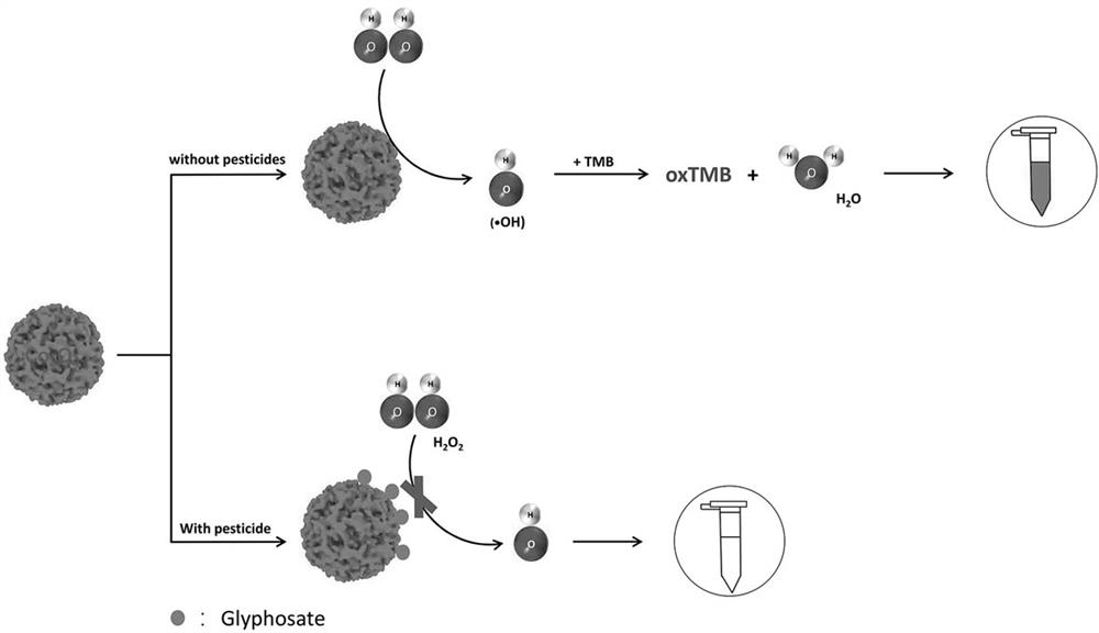 Method for applying porous Co3O4 peroxidase to rapid colorimetric detection of glyphosate