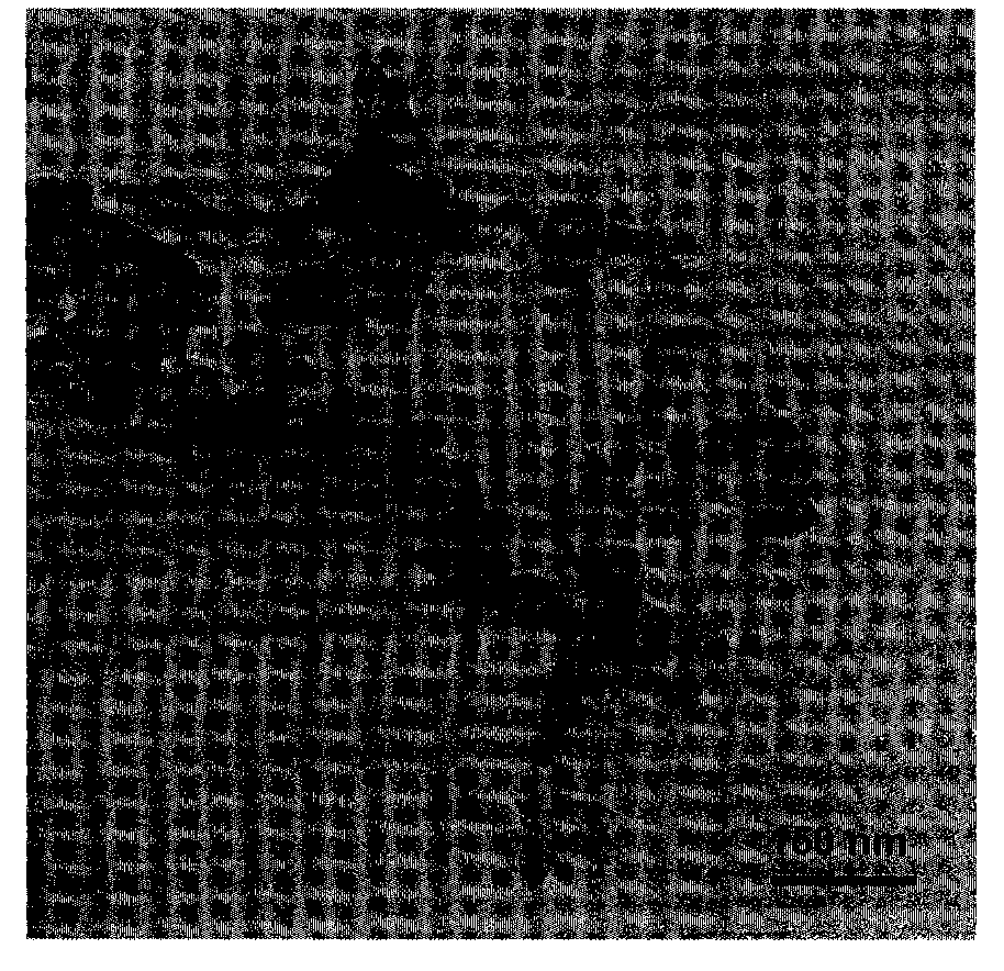 Method for preparing Mg nano particles under carbon source atmosphere