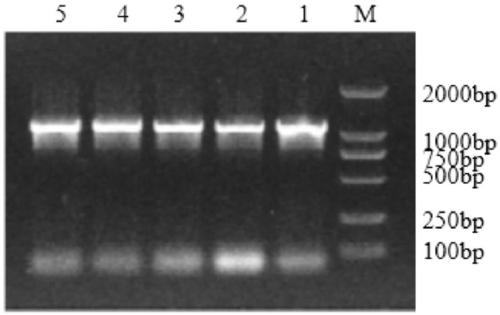 Lactobacillus plantarum nitrite reductase gene, protein coded by gene and applications of protein