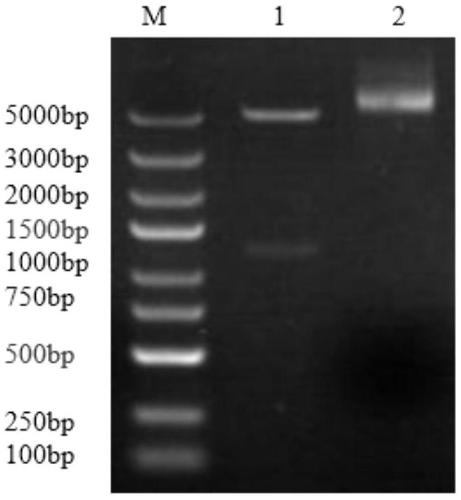 Lactobacillus plantarum nitrite reductase gene, protein coded by gene and applications of protein