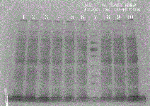 Polyacrylamide gel peptization instant solid composite and preparing method thereof