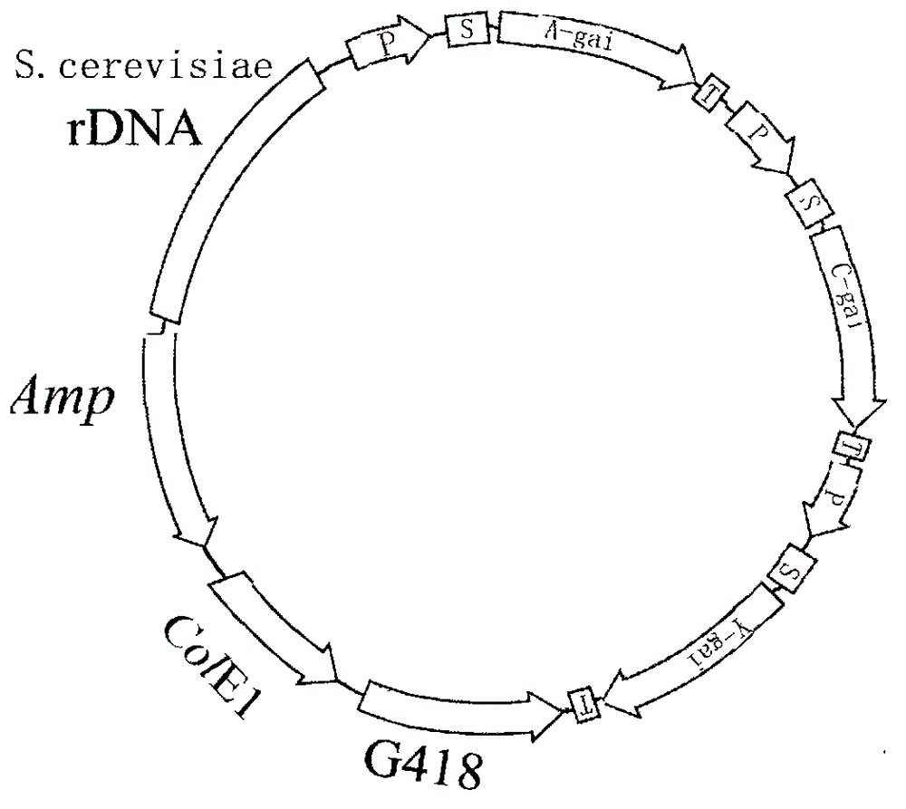 Glucoamylase producing method