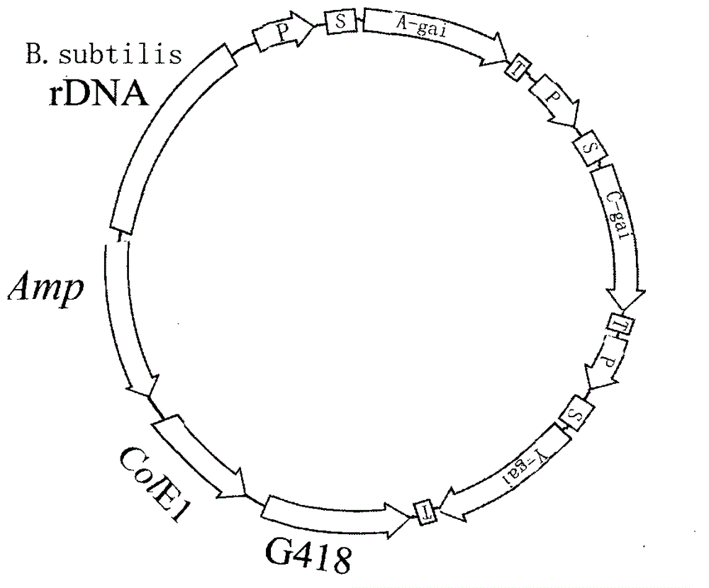 Glucoamylase producing method