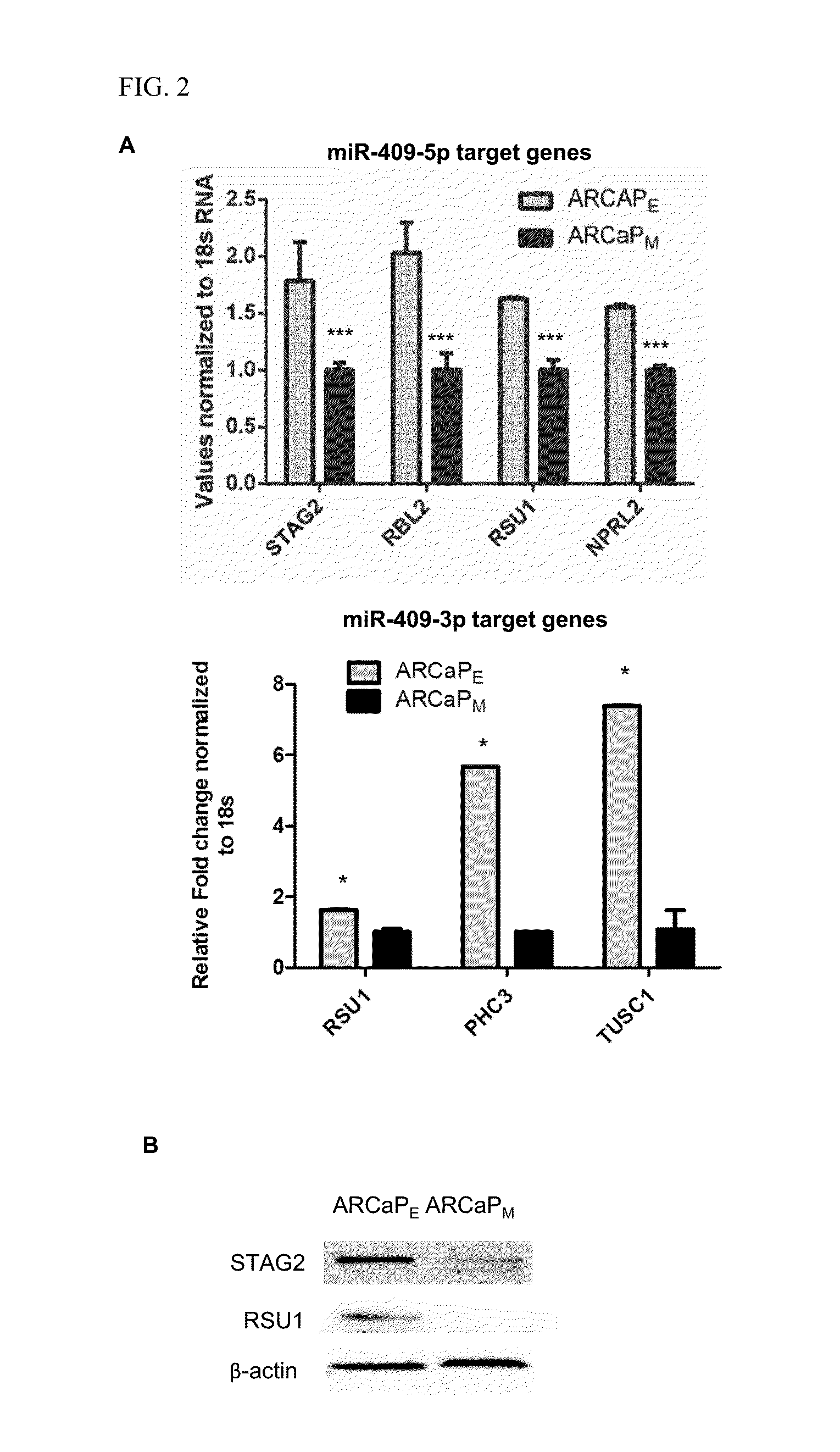 Targeting micrornas mir-409-5p, mir-409-3p and mir-154* to treat prostate cancer bone metastasis and drug resistant lung cancer