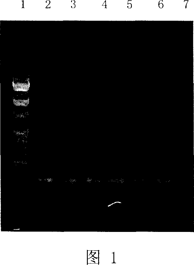 Method for fast amplifying doulbe-chain RNA target sequence