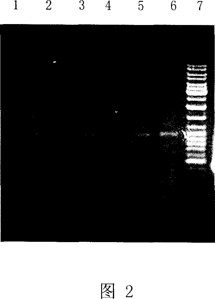 Method for fast amplifying doulbe-chain RNA target sequence