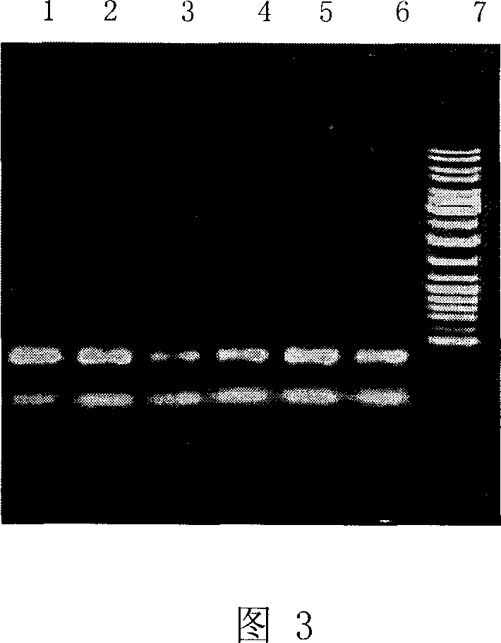 Method for fast amplifying doulbe-chain RNA target sequence