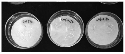 Method for creating plant male sterile line