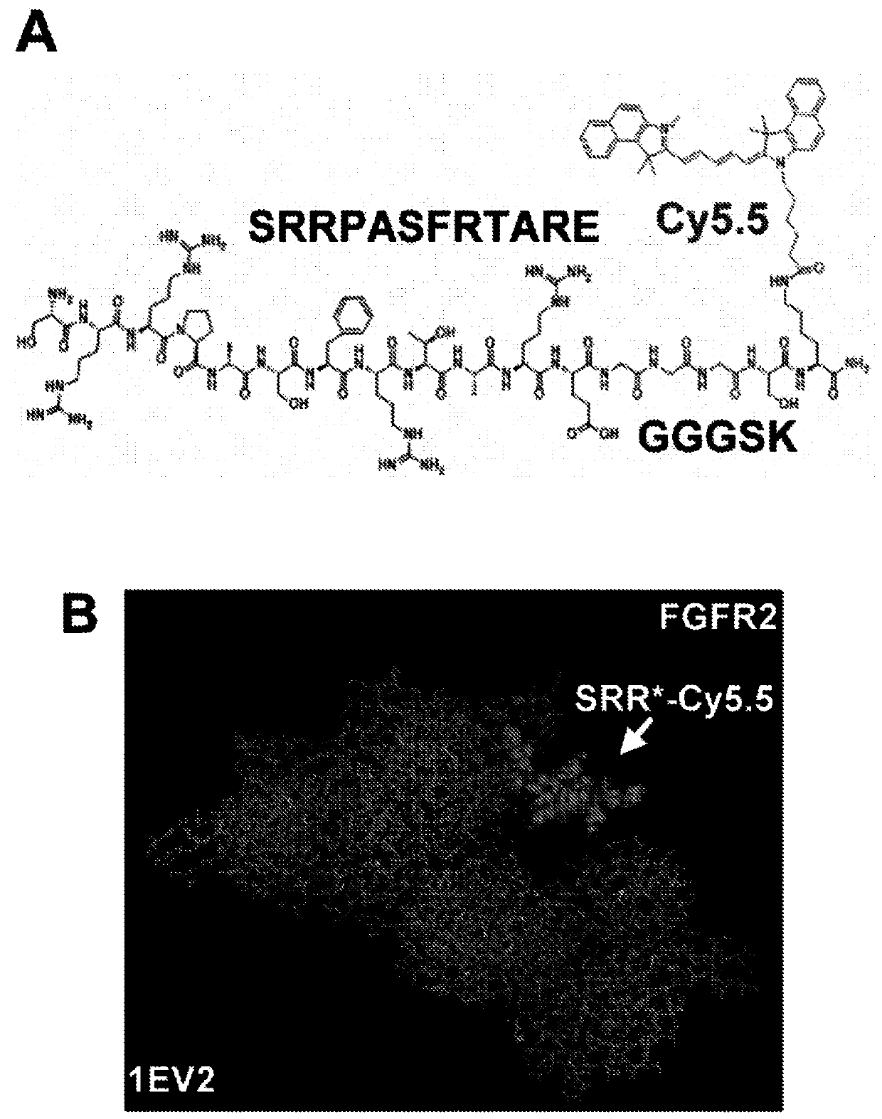 Fibroblast growth factor receptor 2-specific peptide reagents and methods