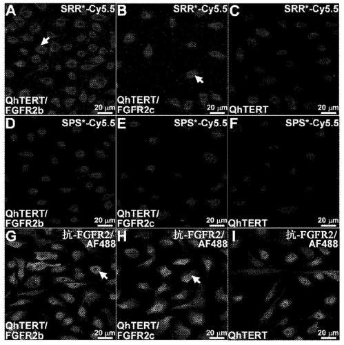 Fibroblast growth factor receptor 2-specific peptide reagents and methods