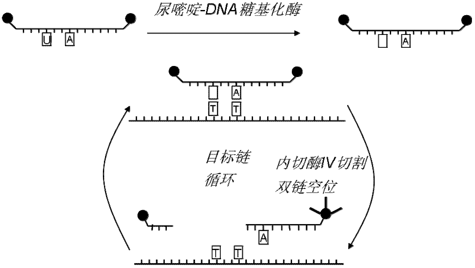 Method for signal amplification and detection of dna target sequences