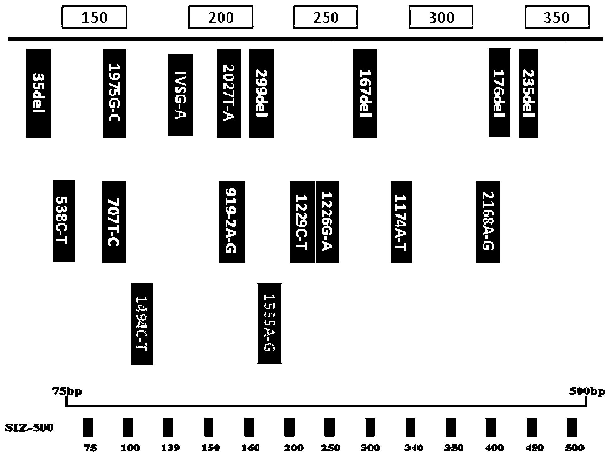 Gene detection kit for hereditary hearing loss