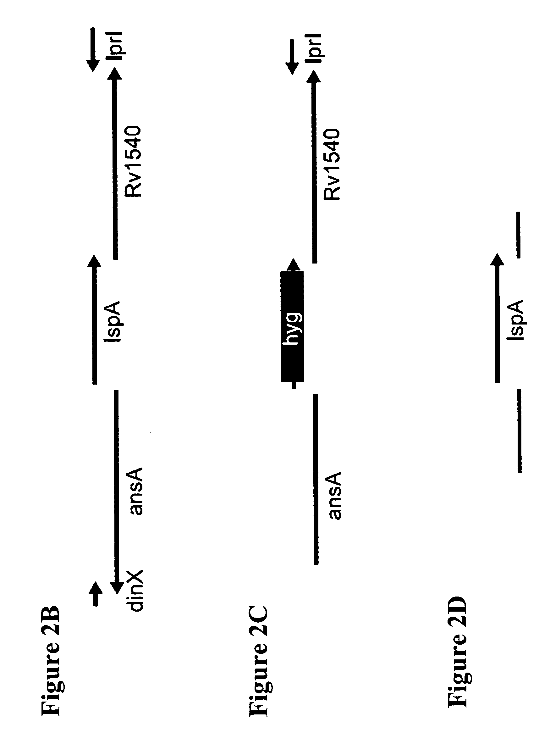 Modified mycobacterium tuberculosis strains and uses thereof