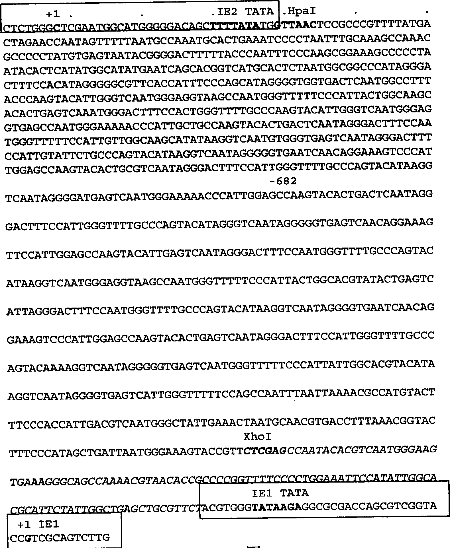 Expression vectors comprising the MCMV IE2 promoter