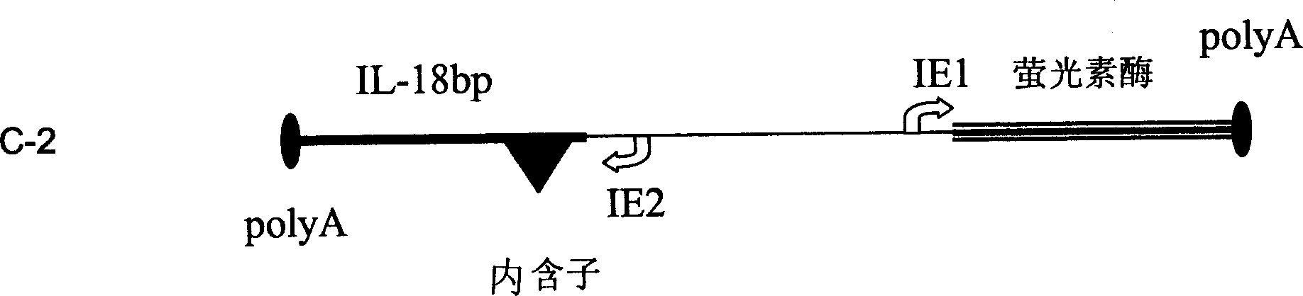 Expression vectors comprising the MCMV IE2 promoter