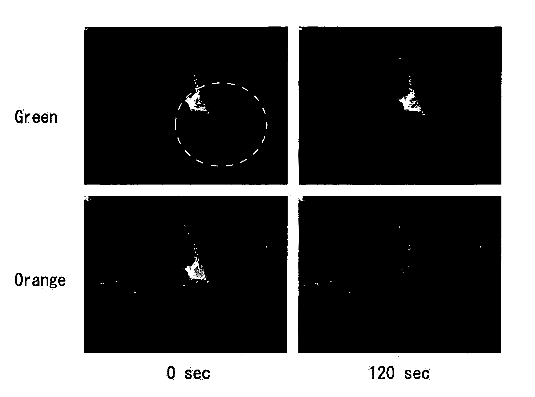 Fluorescent Protein