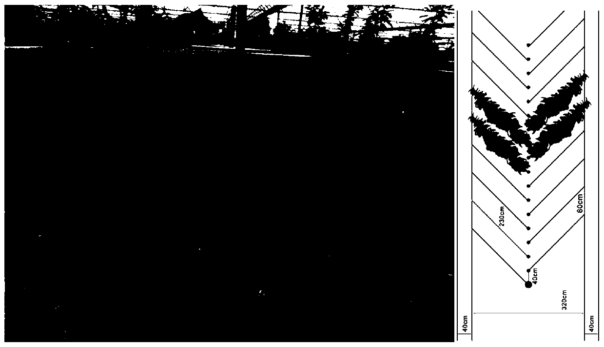 Method for cultivating sweet cherries in south