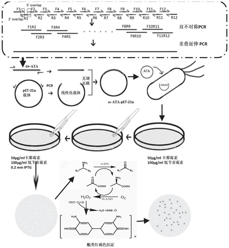 Omega-transaminase mutant obtained through DNA synthesis shuffling combination mutation and application