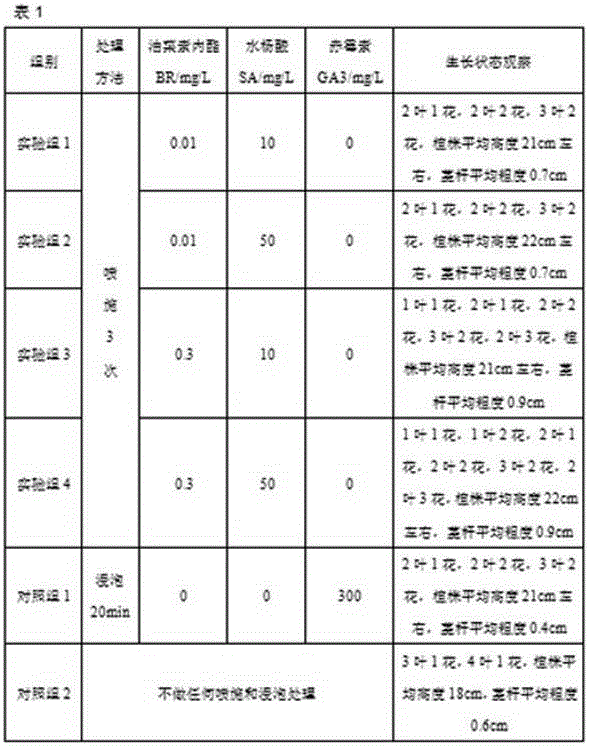 Greenhouse accelerated culture method for colored zantedeschia in northwest region