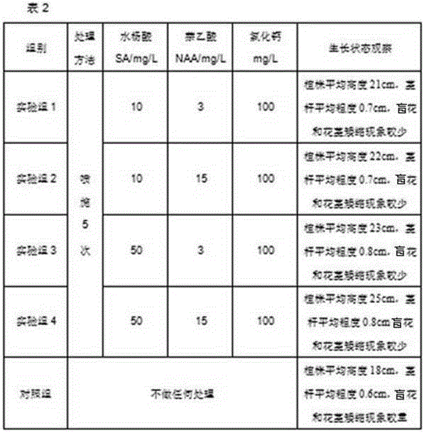 Greenhouse accelerated culture method for colored zantedeschia in northwest region