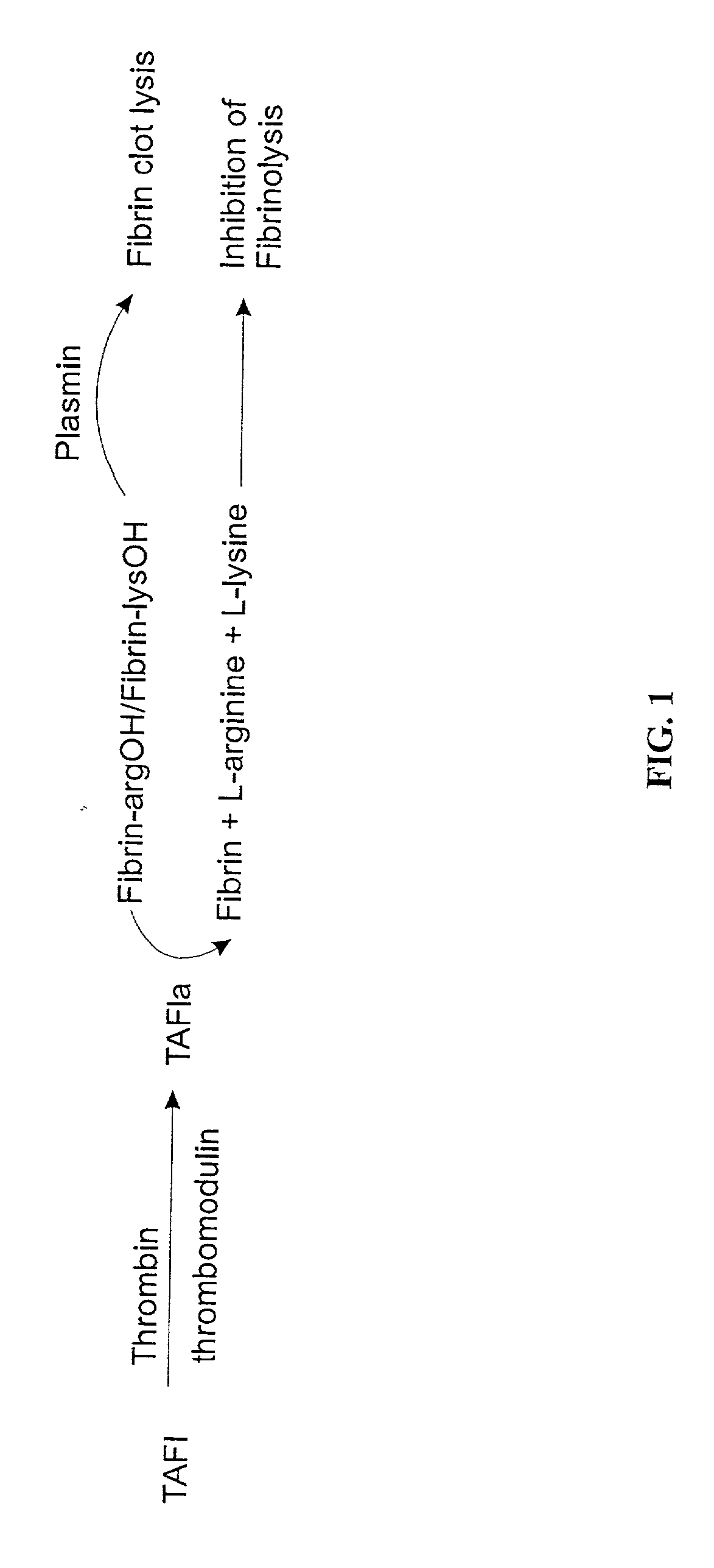 Method of preparation of stabilized thrombin-activatable fibrinolysis inhibitor (TAFI) and methods of use thereof