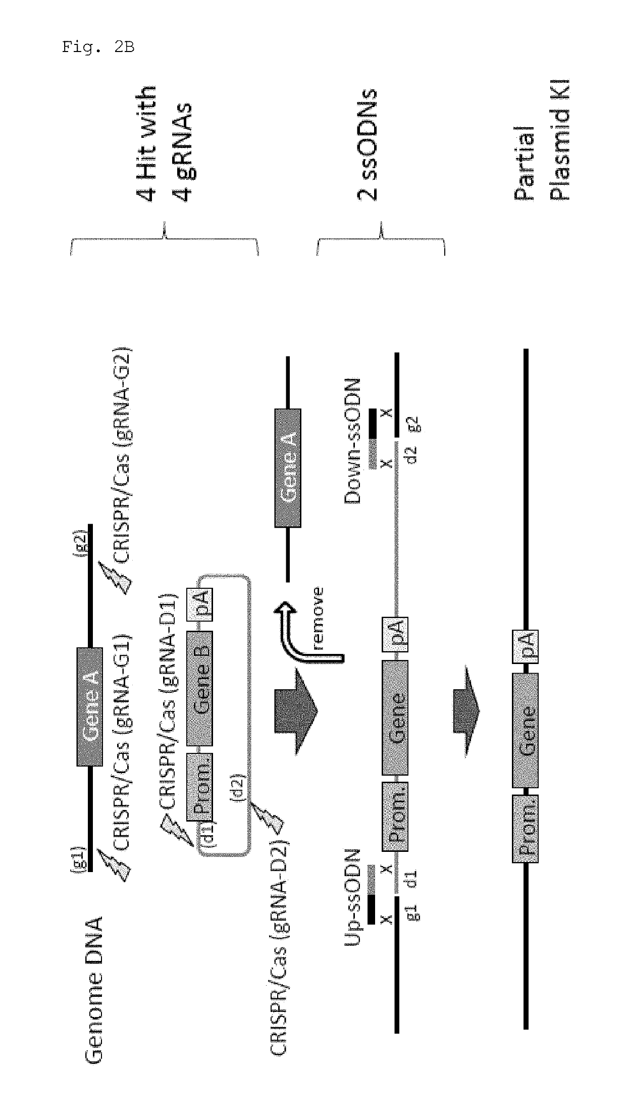 Method for knock-in of DNA into target region of mammalian genome, and cell