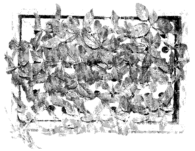 Hydroponic method of jute