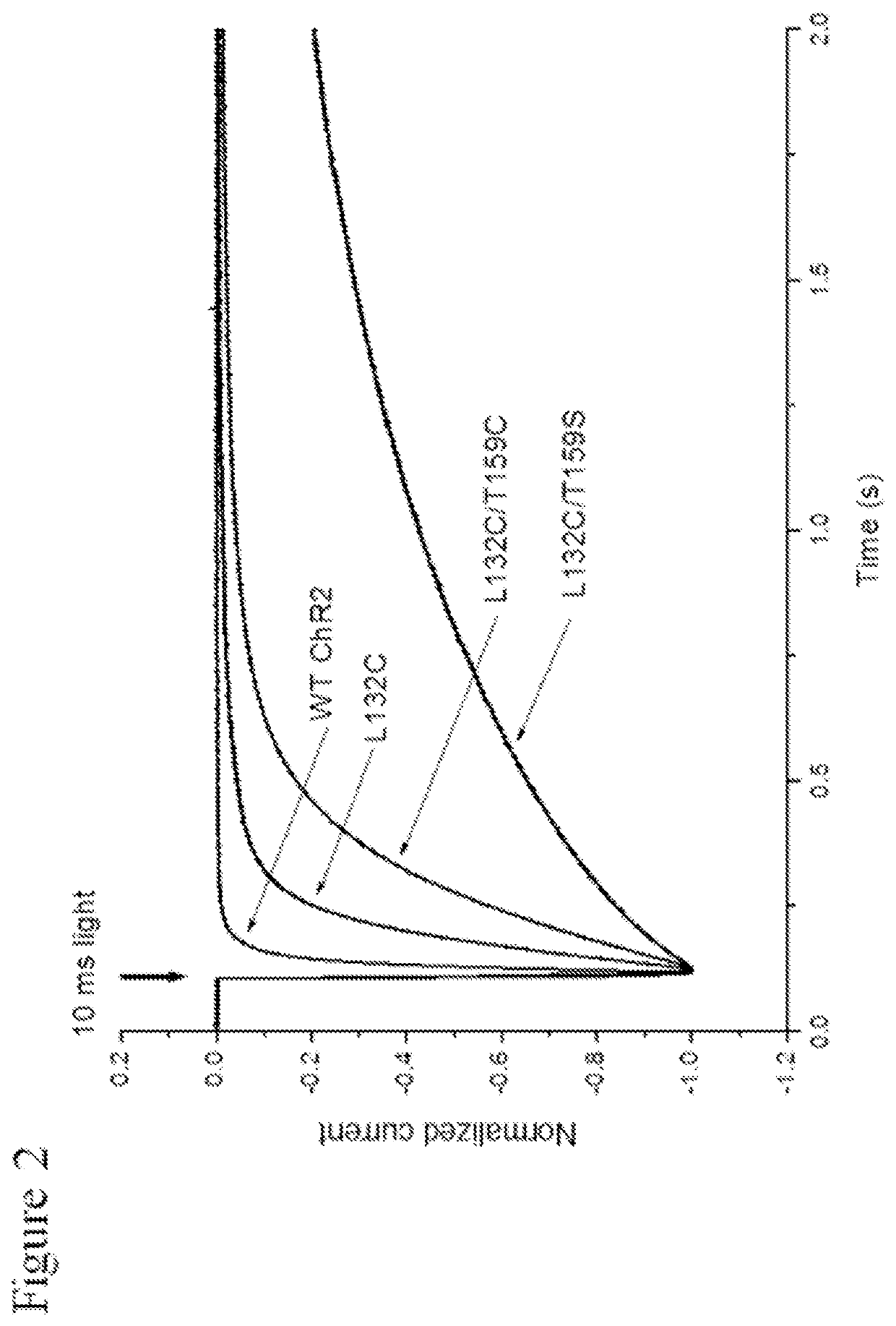 Identification of channelrhodopsin-2 (ChR2) mutations and methods of use