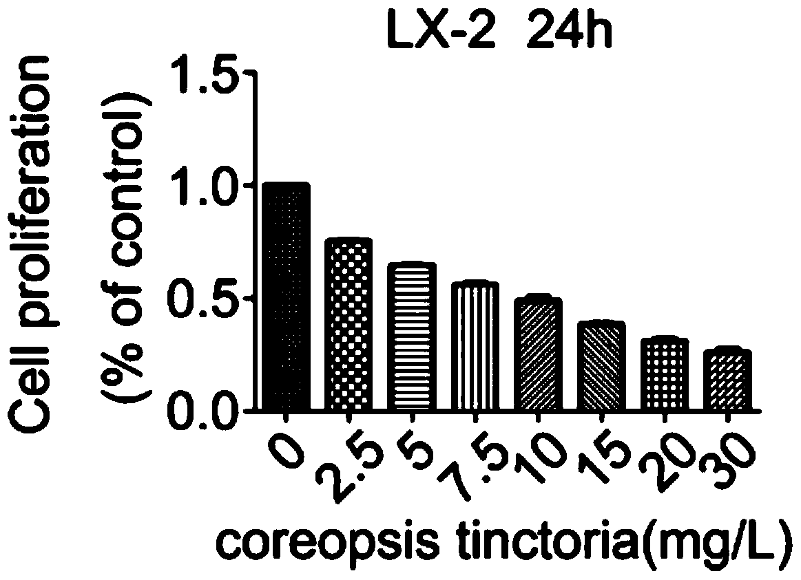 Application of snow chrysanthemum extract and total flavonoids of snow chrysanthemum in the preparation of drugs for treating liver fibrosis