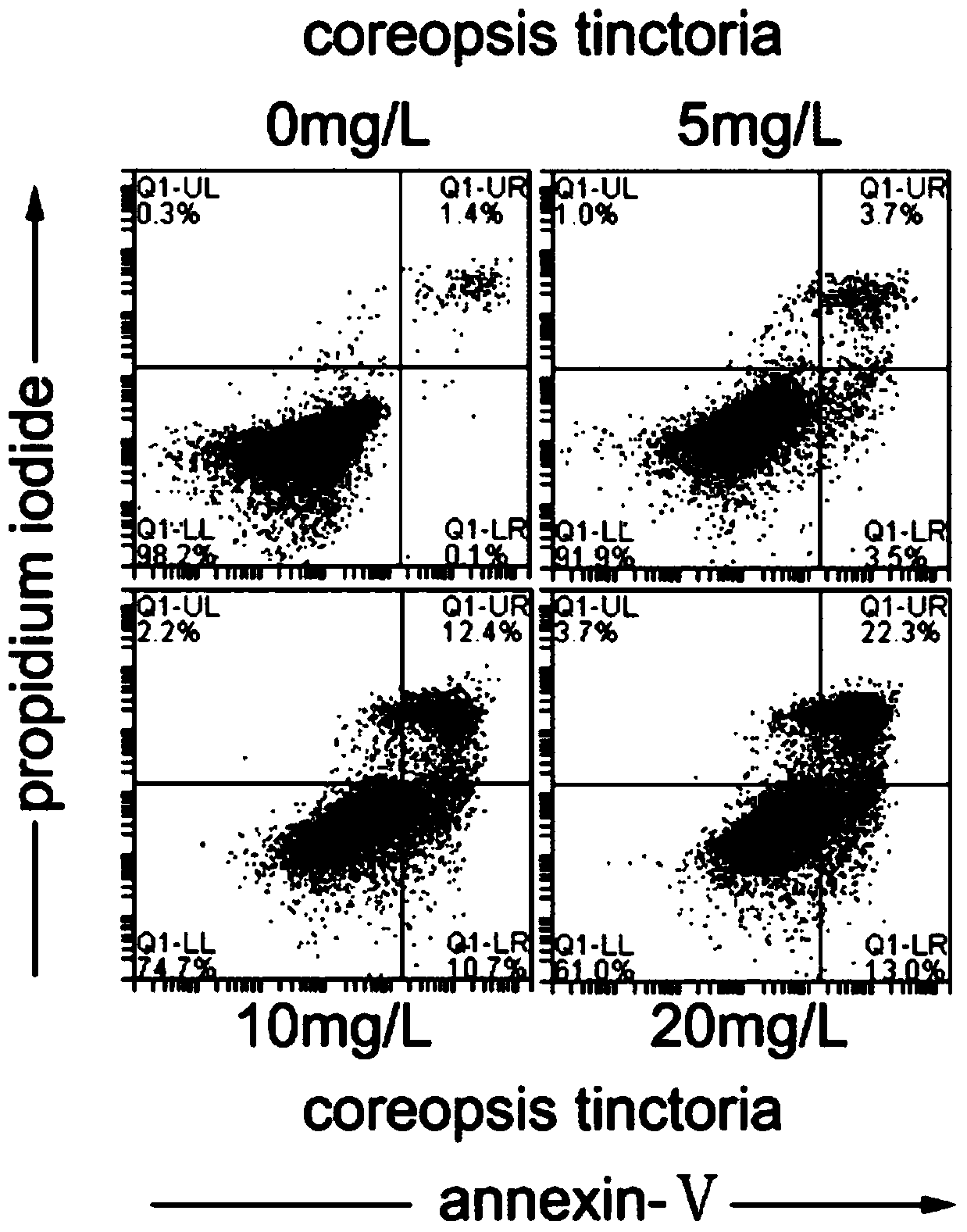 Application of snow chrysanthemum extract and total flavonoids of snow chrysanthemum in the preparation of drugs for treating liver fibrosis