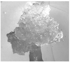 Pinus thunbergii cell embryogenesis and plant regeneration method