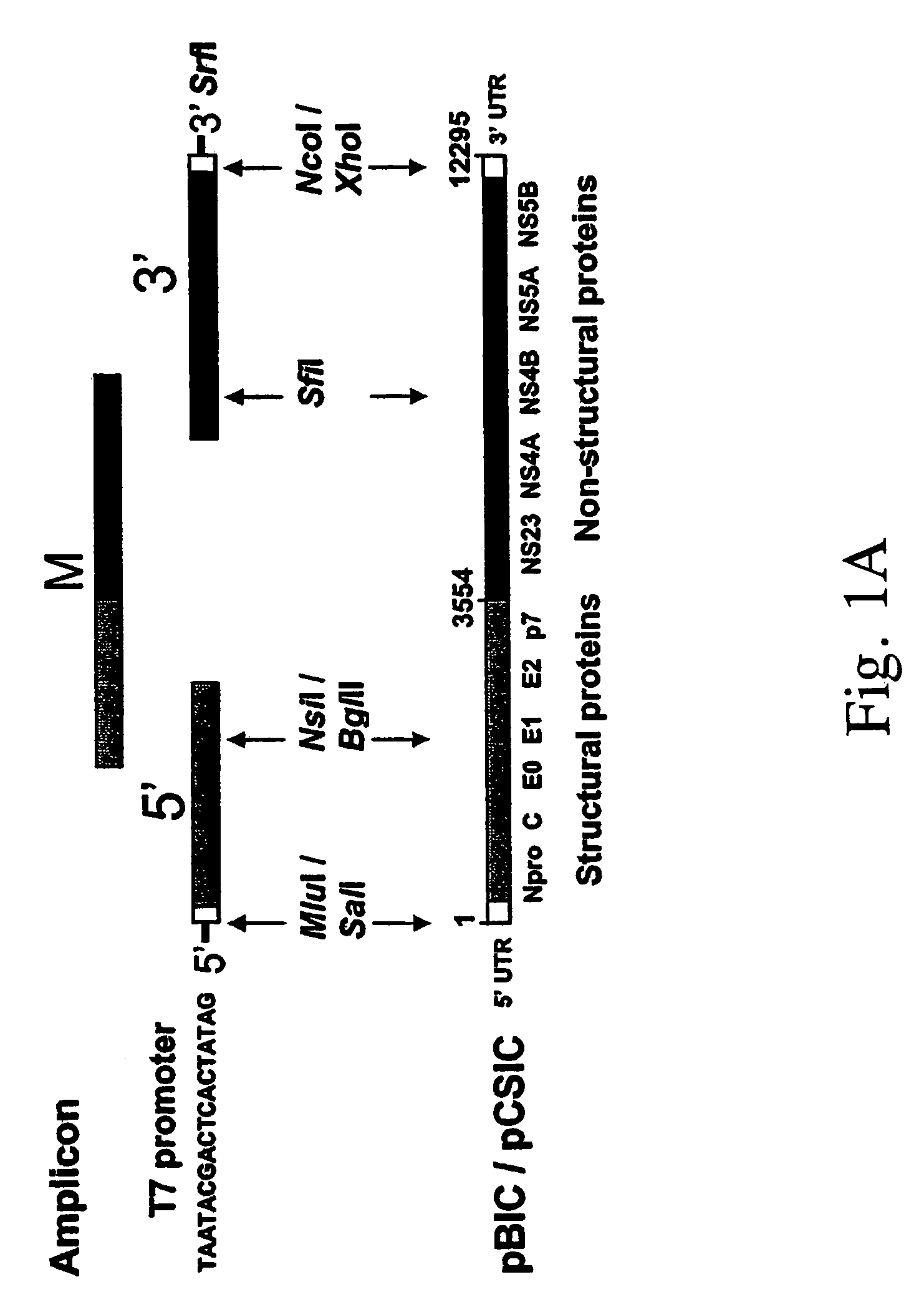 Classical swine fever virus virulence determinant and a novel classical swine fever vaccine