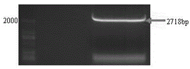 Vector of rice respiratory burst oxidase gene OsRboh(LOC_Os01g25820) and application thereof