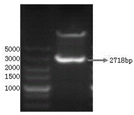 Vector of rice respiratory burst oxidase gene OsRboh(LOC_Os01g25820) and application thereof