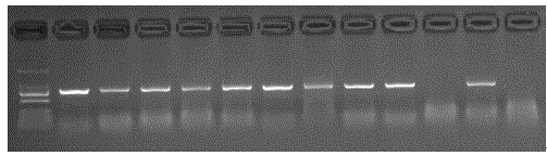 Vector of rice respiratory burst oxidase gene OsRboh(LOC_Os01g25820) and application thereof