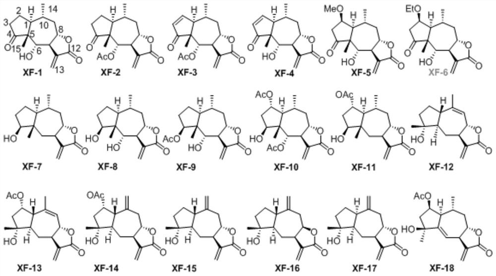 A sesquiterpene lactone compound and its preparation method and its application in the preparation of drugs for preventing and treating nasopharyngeal carcinoma